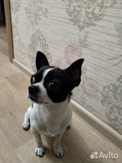 Вязка кобель чихуахуа мини