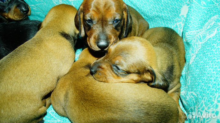 Такса стандарт щенки