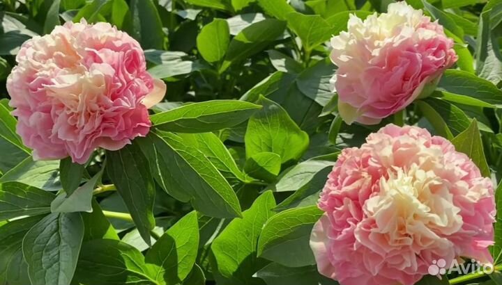 Пион корень Луис чойз