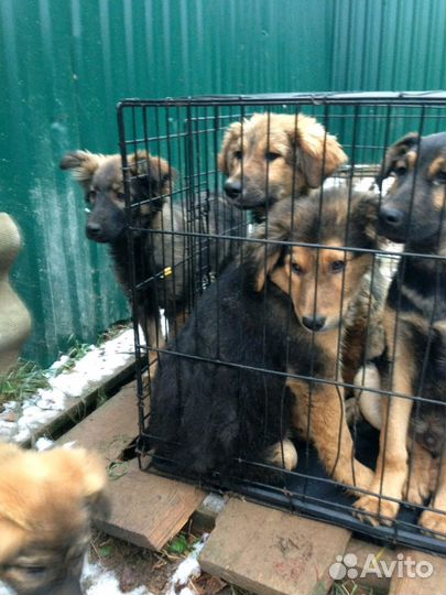 Щенки с отлова в тесной клетке