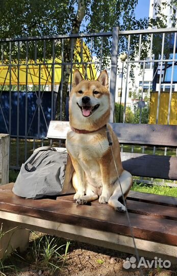 Выгул собак