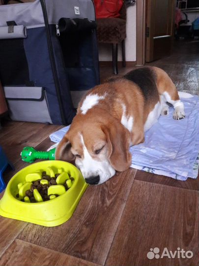 Передержка собак в домашних условиях