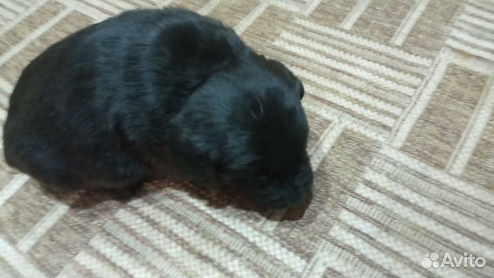 Щенки лабрадора