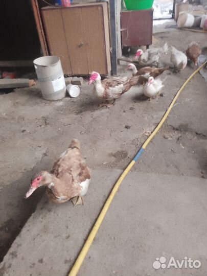 Мускусные утки индоутки индоутята