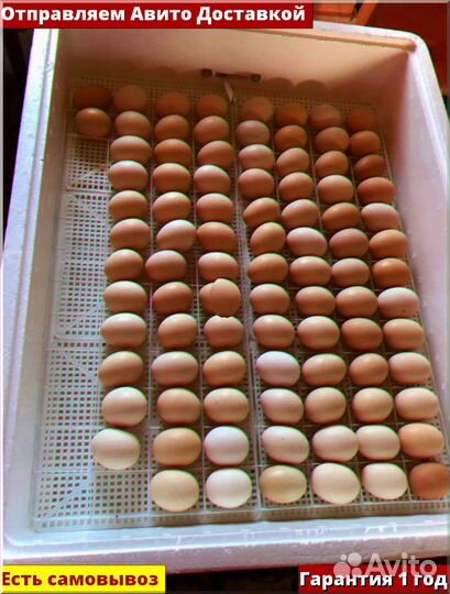 Инкубатор для яиц