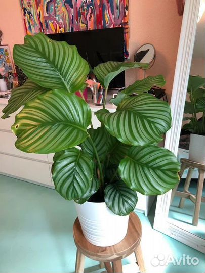 Калатея орбифолия