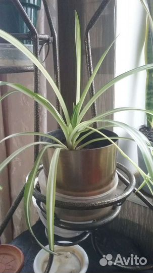 Хлорофитум для очистки воздуха