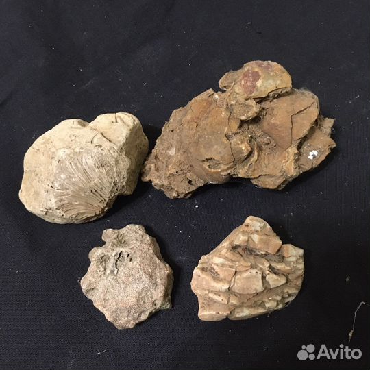 Окаменелые ракушки, пчелиные соты