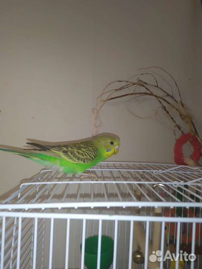 Попугай с клеткой
