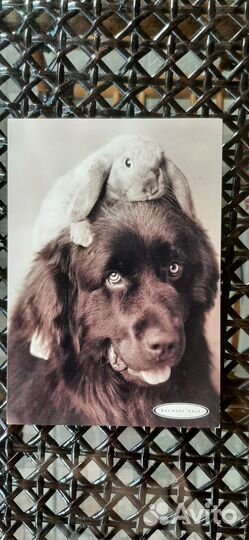 Открытки Собачки СССР 1969 и 1991 годы