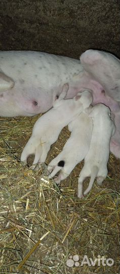 Щенки грейхаунд