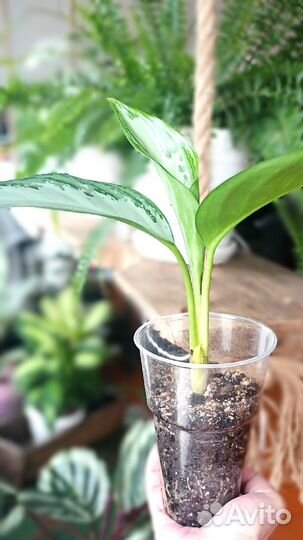 Аглаонема Сильвер Бей (Aglaonema Silver Bay)