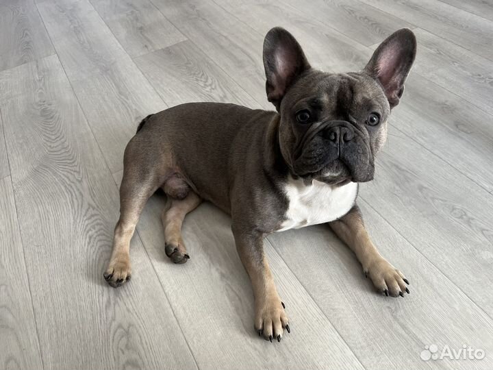 Французский бульдог кабель вязка