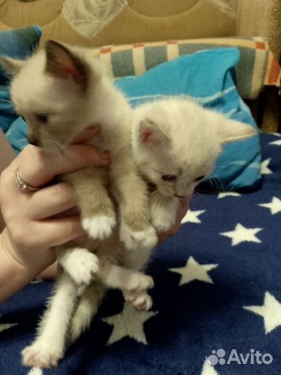 Котята