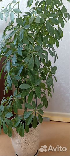 Комнатные растения цветы большие