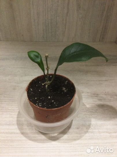 Разные хойи, сортовые и видовые