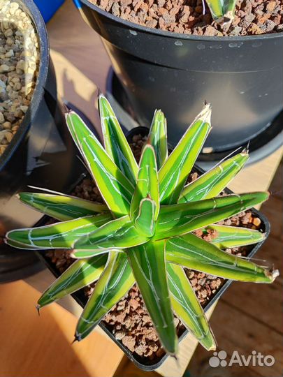 Agave victoriae-reginae 