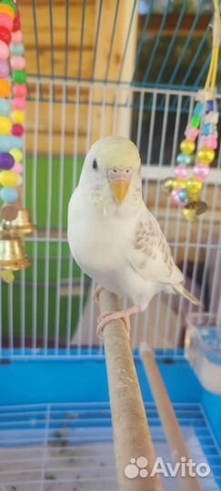Волнистый попугай чех с клеткой