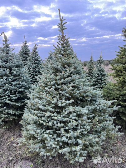 Ель Глаука Пунгенс Голубая Колючая в стрижке