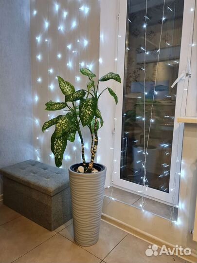 Диффенбахия