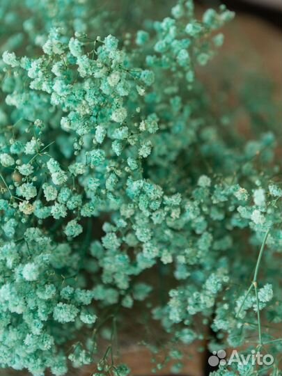 Сухоцвет опт