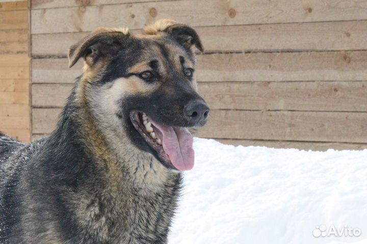 Милый Финн ждет родителей