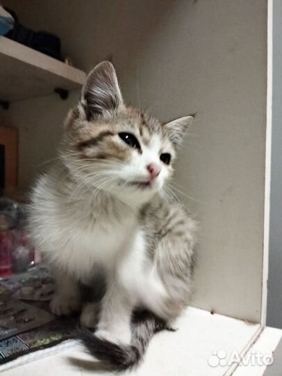 Котики бесплатно в добрые руки