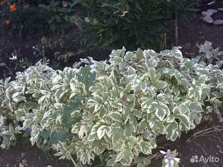 Многолетние цветы и кустарники