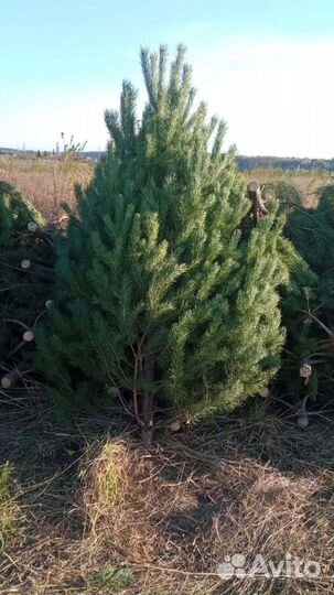 Сосна живая опт