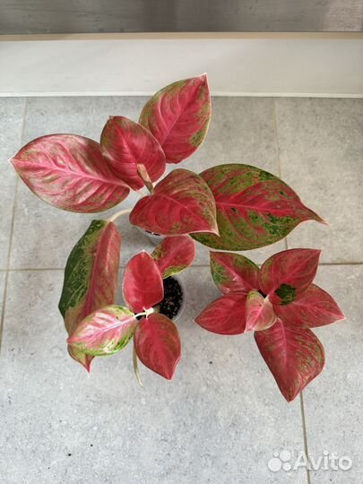 Аглаонемы 1