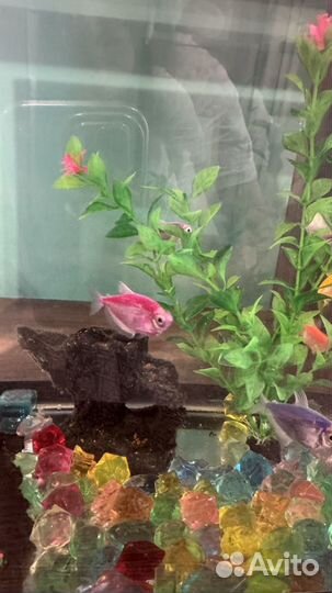 Продам рыбок 7 шт Гуппи и 1 шт Сом
