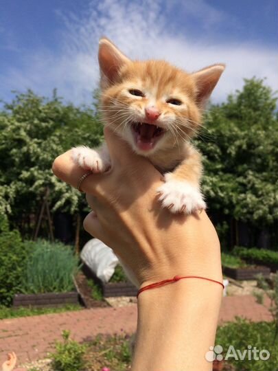 Котята от кошки крысоловки