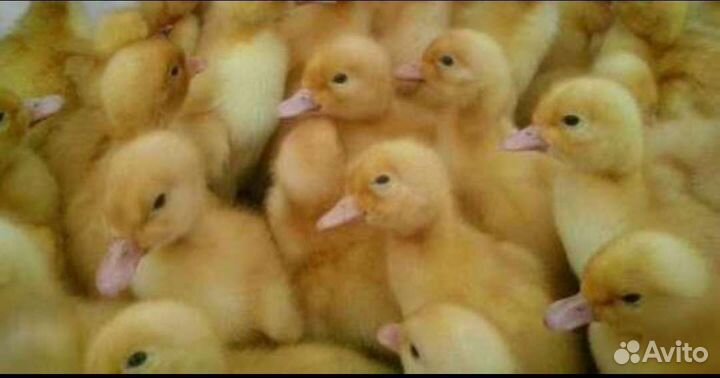 Утята Агидель, фаворит, стар 53, мулард