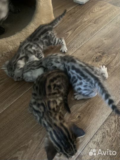 Бенгальская