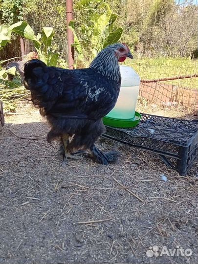 Породистая птица