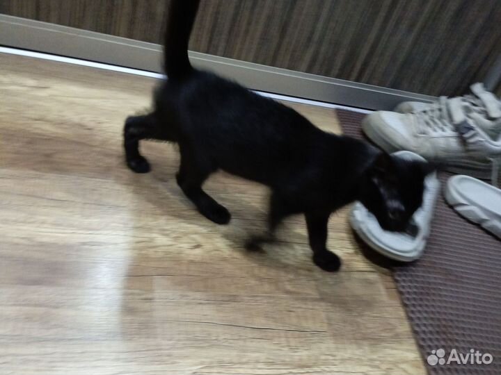 Котенок от мышеловки в добрые руки