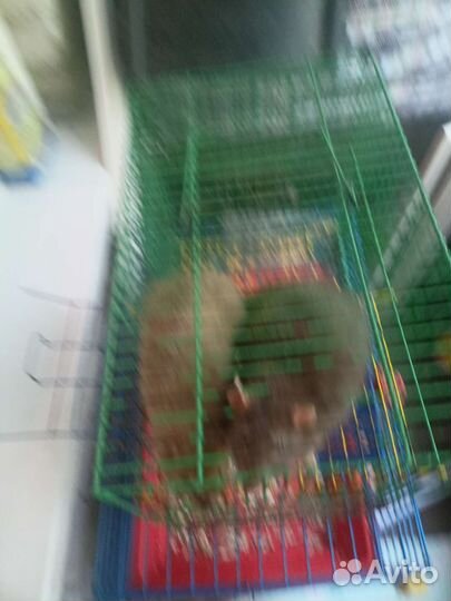 Крысы и 2 клетки