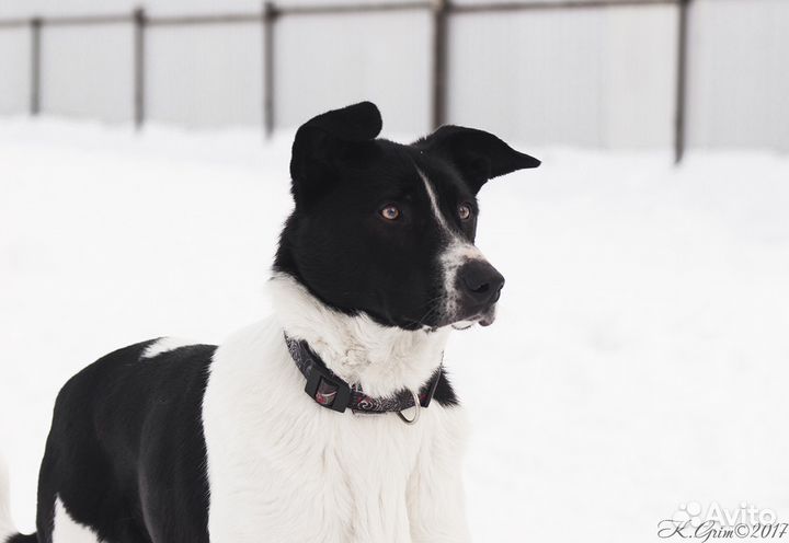 Бобин-черные ушки. Яркий, эффектный молодой пес