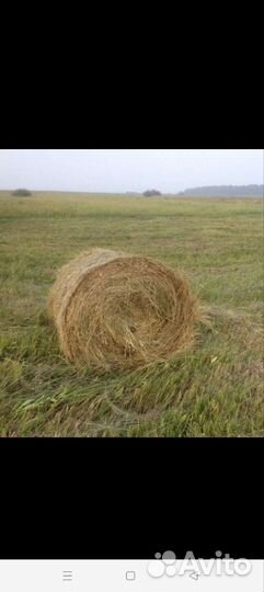 Сено