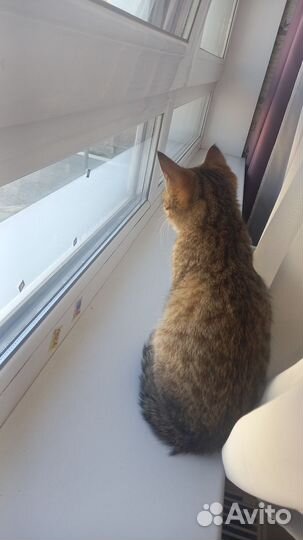 Кошка