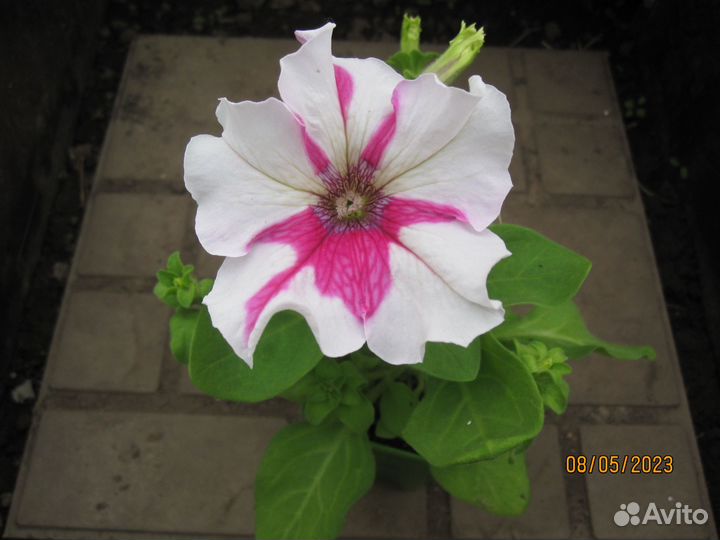 Продам рассаду цветы