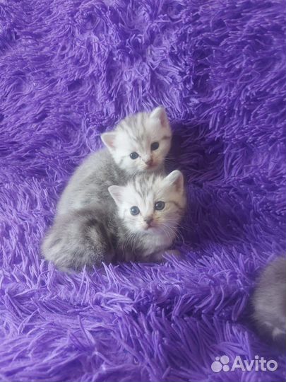 Британские котята