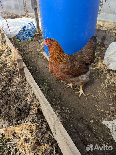 Курицы и петухи породы Билефельдер