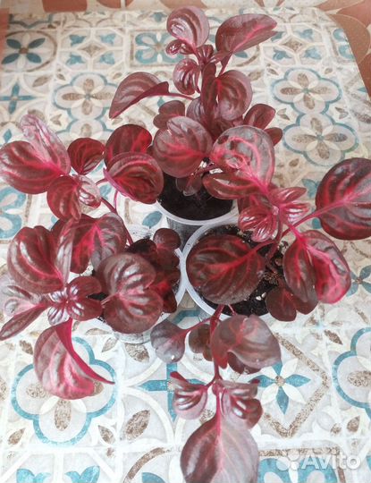 Домашние цветочки