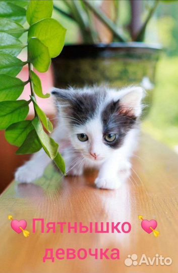 Шикарные котята в дар 2 мес