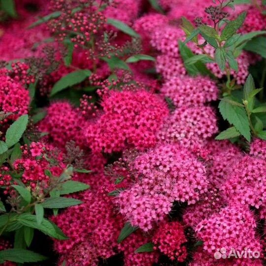 Спирея Энтони Ватерер