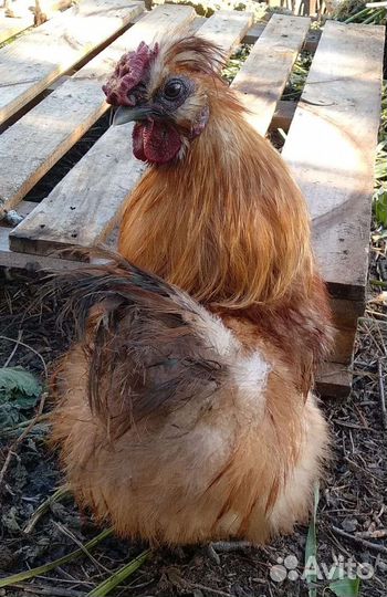 Петухи на племя шелковые