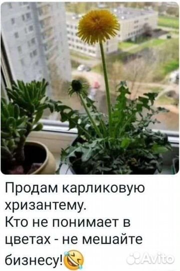 Пеларгония герань