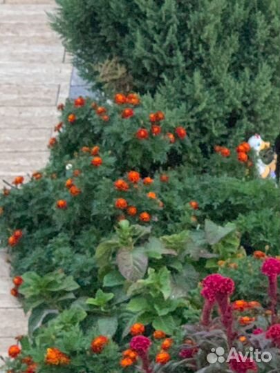 Бархатцы семена