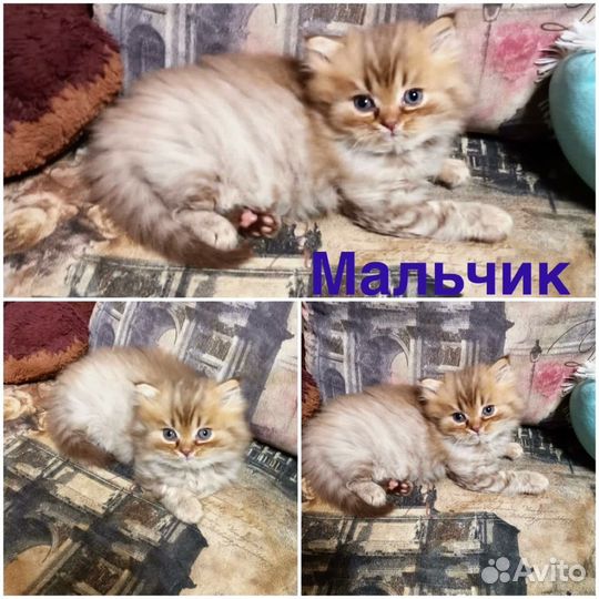 Британские котята